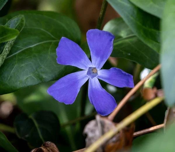 Zbliżenie Ujęcie Mniejszego Periwinkle Kwiat Otoczony Wielkim Ciemnym Listowiem Słonecznym — Zdjęcie stockowe