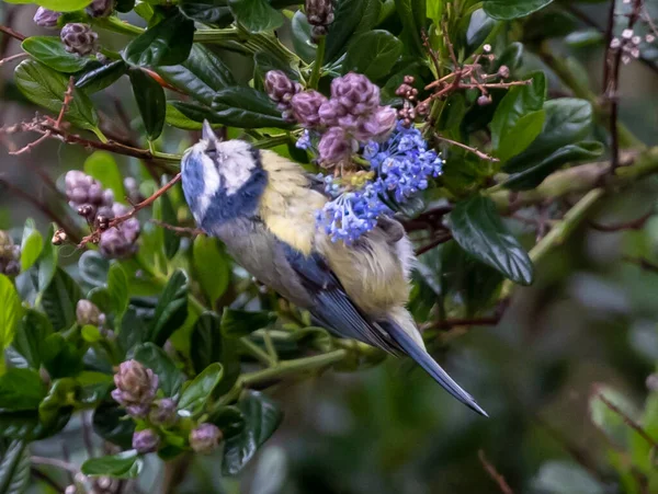 Selective Focus Shot Blue Tit Bird Hanging Upside Colorful Flowers — Stock Fotó