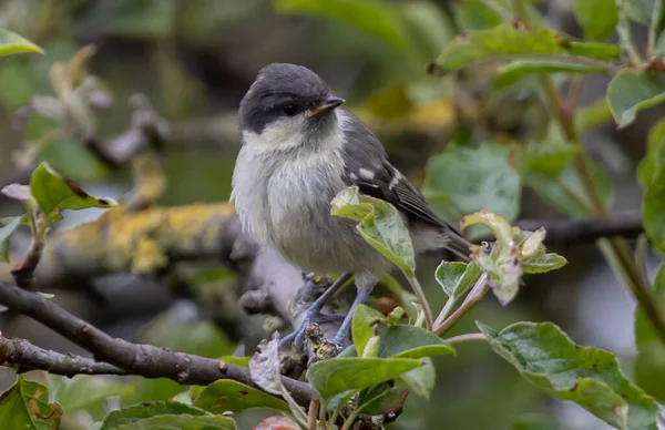 Fat Eastern Phoebe Bird Looking Sunny Garden Bright Green Leaves — Stock Photo, Image