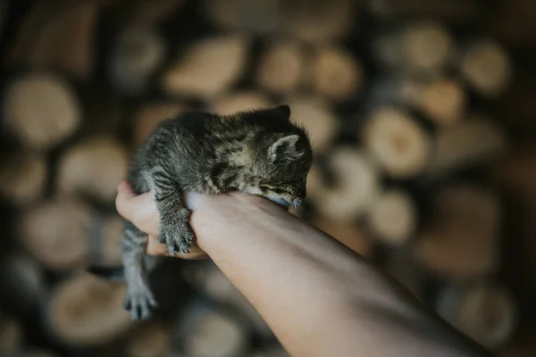 Eine Nahaufnahme Eines Kätzchens Auf Der Hand — Stockfoto
