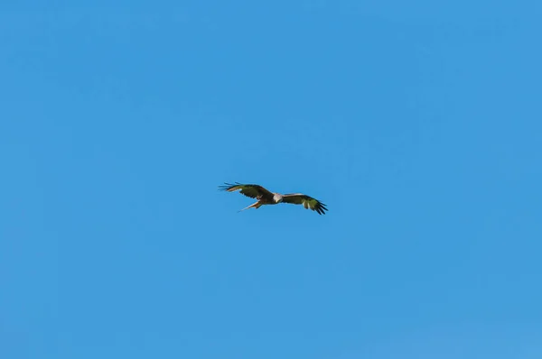 Papagaio Preto Voando Céu — Fotografia de Stock