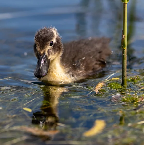 Primer Plano Pato Bebé Nadando Estanque —  Fotos de Stock