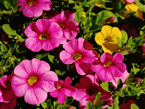 Les Belles Fleurs Rose Calibrachoa Soleil — Photo