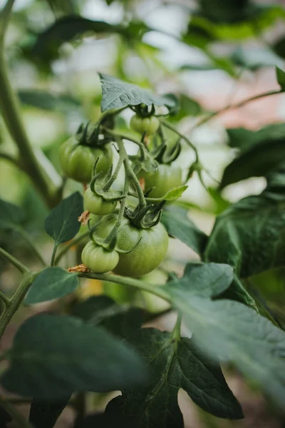Eine Nahaufnahme Von Grünen Tomaten Auf Der Pflanze — Stockfoto