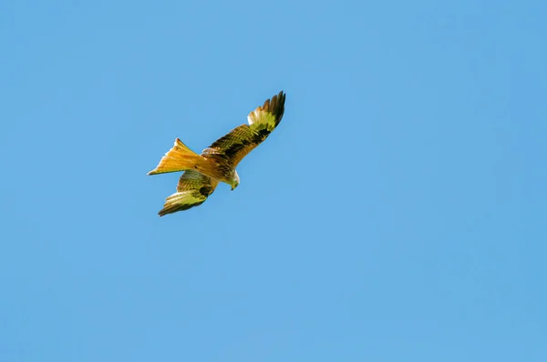 晴れた日に太陽の光の下で輝く翼を持つ澄んだ青い空の下での豪華な鷹狩りの低角度ショット — ストック写真