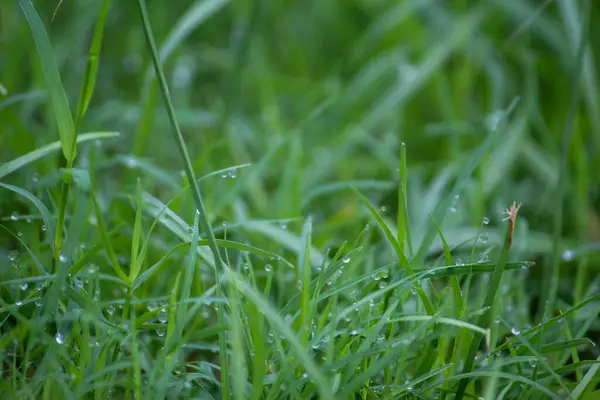 Herbe Verte Avec Rosée Matin — Photo