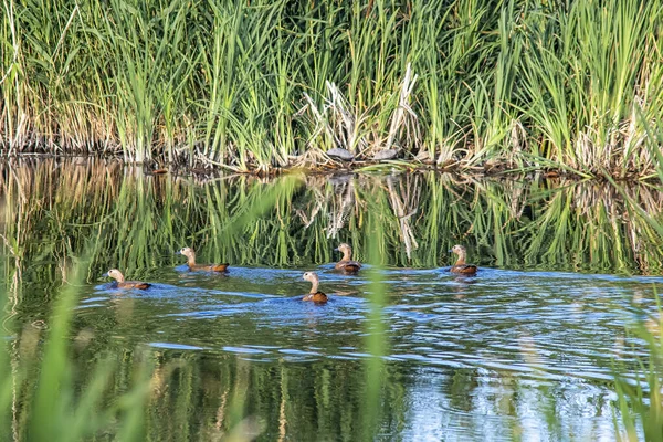 一群红红的小鸭子在河边游动 — 图库照片