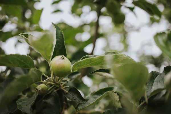 Tiro Close Frutas Pequenas Crescendo Uma Árvore Pêra Conferência Jardim — Fotografia de Stock