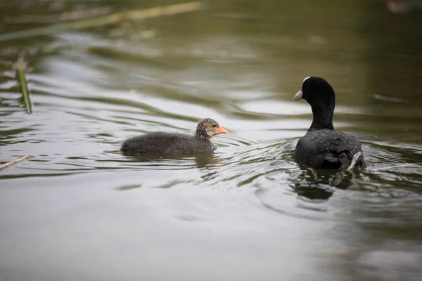 Una Linda Gallina Agua Bebé Con Madre Lago Sauvabelin Cantón — Foto de Stock