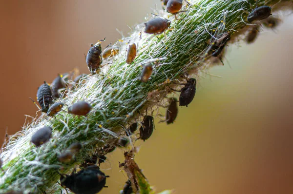 Group Greenfly Eating Plant — Stock Photo, Image
