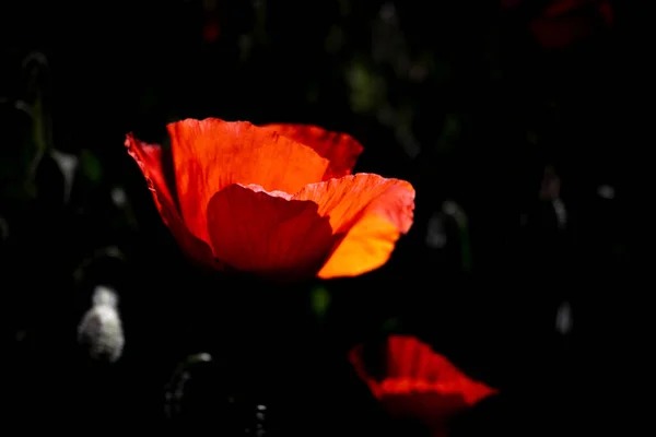 Selective Focus Shot Poppy Dark — Stock Photo, Image