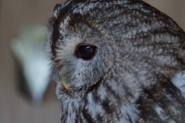 Portrait Gray Black Eyed Sleepy Owl Blurred Background — Stock Photo, Image