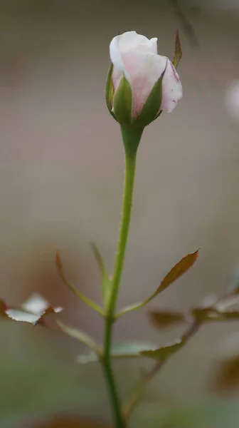 Bahçede Büyüyen Beyaz Gül Çiçeğinin Seçici Odak Noktası — Stok fotoğraf