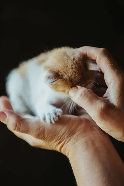 Primo Piano Gattino Portata Mano — Foto Stock