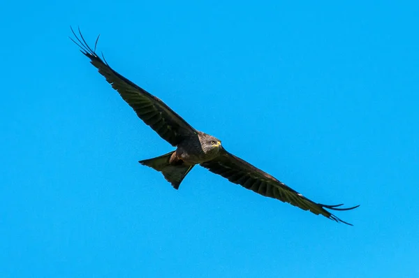 在阳光灿烂的日子里 一只雄伟的鹰在晴朗的蓝天中猎鹰的特写 — 图库照片