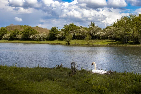 Ein Weißer Schwan See Naturreservat Eijsden Niederlande — Stockfoto