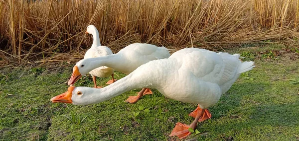 Closeup Shot White Geese Meadow — kuvapankkivalokuva