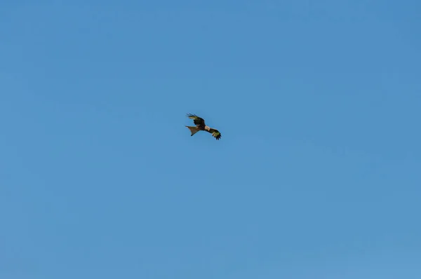 Papagaio Preto Voando Céu — Fotografia de Stock