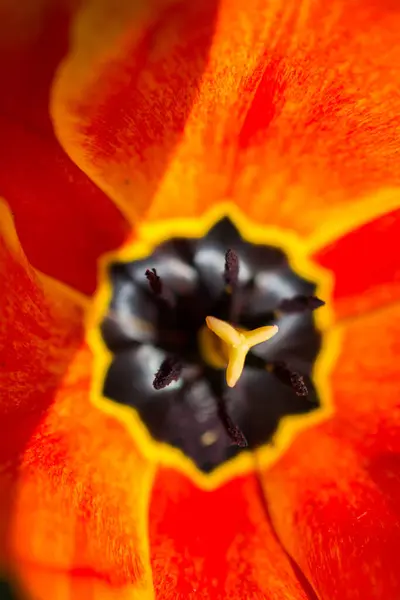 Vertical Shot Red Flower Yellow Pistil — Photo