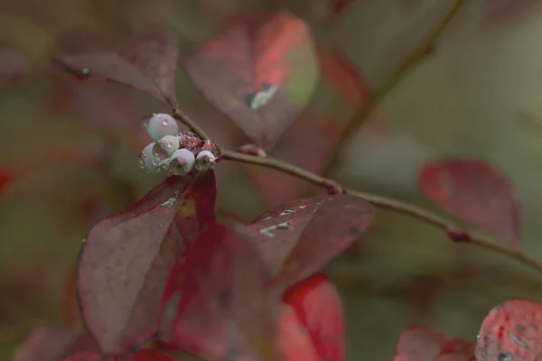 Selective Focus Shot Autumn Tree Branch Water Drops — Φωτογραφία Αρχείου