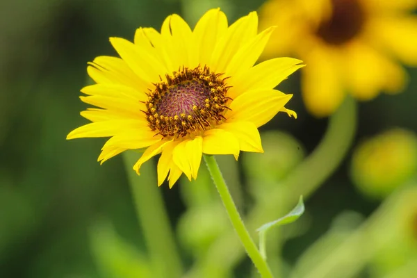 Girasol Amarillo Naturaleza — Foto de Stock