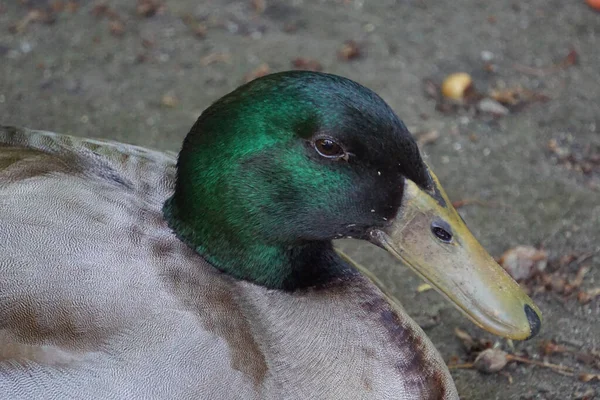 Primer Plano Adorable Ánade Real Cabeza Verde Vida Silvestre —  Fotos de Stock