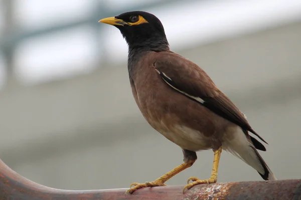 Doğada Bir Mynah Kuşu — Stok fotoğraf