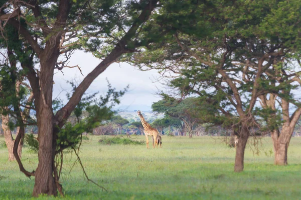 Malownicze Ujęcie Drzew Żyrafa Rezerwacie Gier Grumeti Serengeti Tanzania — Zdjęcie stockowe