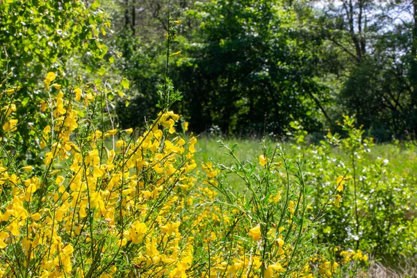 Eine Sommerlandschaft Mit Einem Feld Aus Gras Blauem Himmel Und — Stockfoto