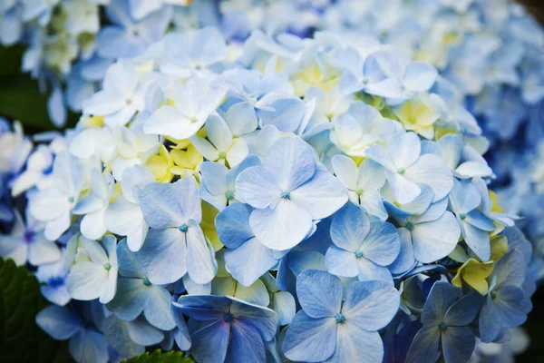 Primer Plano Flores Hortensias Azules Florecientes — Foto de Stock