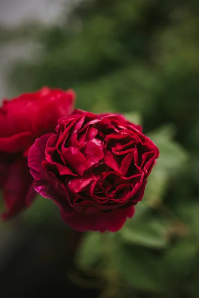 Gros Plan Belles Roses — Photo