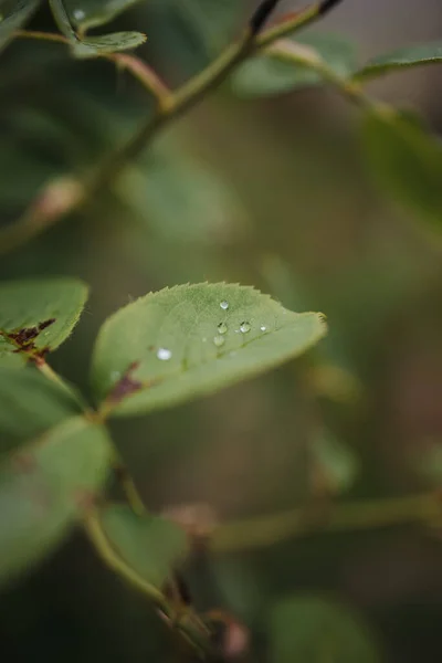 Vertikální Detailní Záběr Kapek Rosy Listu Růže — Stock fotografie