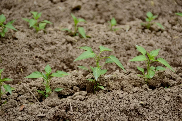 Een Close Van Een Groene Chili Plant Zaailing Omgeving Gesprek — Stockfoto