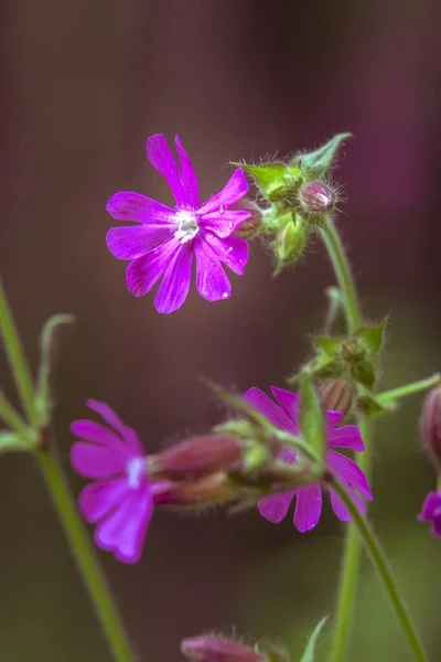 Tiro Vertical Flores Campião Vermelho Cercado Por Vegetação Durante Dia — Fotografia de Stock