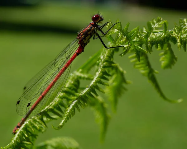 Uno Scatto Selettivo Una Libellula Sulla Foglia — Foto Stock