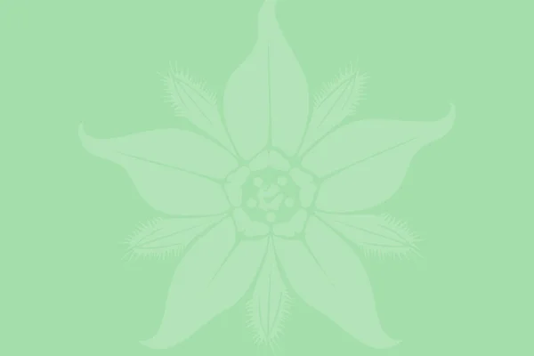 Fond Vert Avec Une Illustration Fleur Pour Fonds Écran — Photo