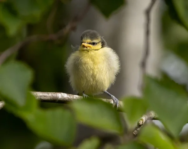 Selective Focus Shot Great Tit Bird Perched Branch — Stok fotoğraf