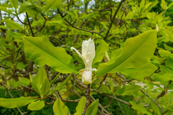 緑の中に咲く白い花のクローズアップ — ストック写真