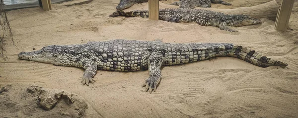 Enorme Crocodilo Chão Arenoso — Fotografia de Stock