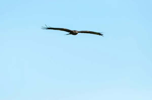 Beautiful Hawk Soaring Clear Blue Sky Sunny Day — Stock Photo, Image