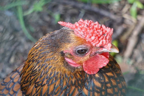a portrait of a Sebright chicken standing on the ground - breeding