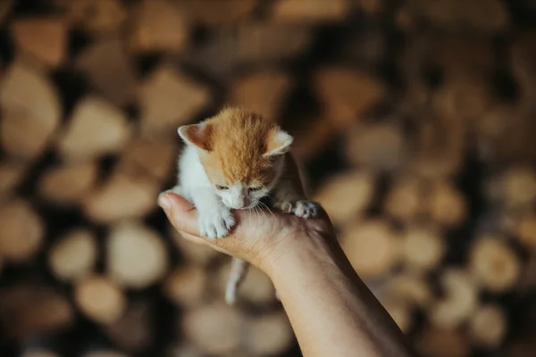 Strzał Bliska Osoby Trzymającej Słodkiego Kotka — Zdjęcie stockowe