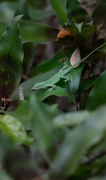 熱帯植物のトカゲのクローズアップショットはエキゾチックな森の中に残します — ストック写真