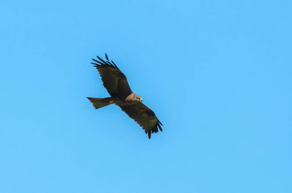 Een Zwarte Vlieger Die Lucht Vliegt — Stockfoto