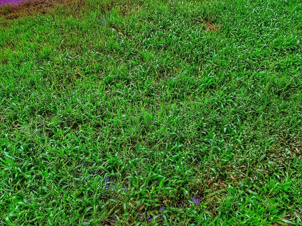 High Angle Shot Meadow Covered Fresh Wet Grass — Stock Photo, Image