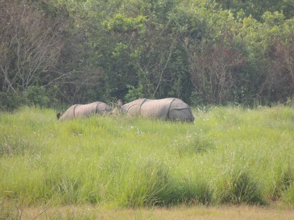 Noshörningen Manas Nationalpark Assam Indien — Stockfoto