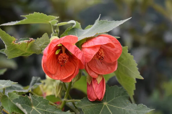 庭で栽培されたインドの芝刈り機 — ストック写真