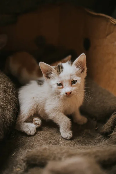 Nahaufnahme Der Hauskatze Mit Kurzen Haaren — Stockfoto