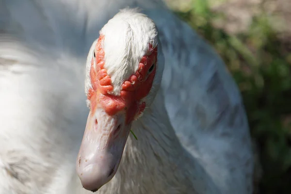 Closeup Shot White Muscovy Duck Garden Wildlife — Foto de Stock