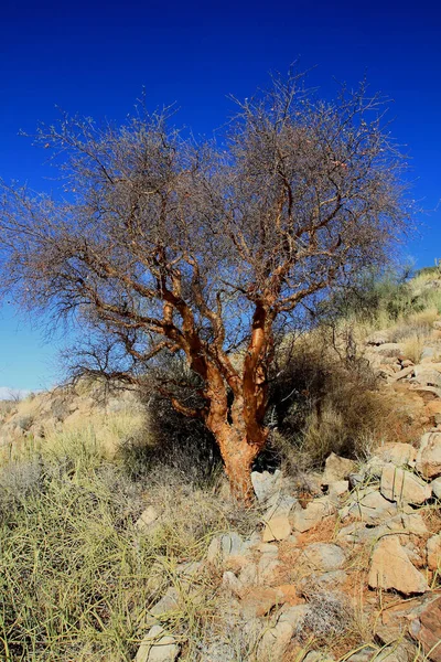 Сухое Дерево Растущее Пустынной Местности — стоковое фото